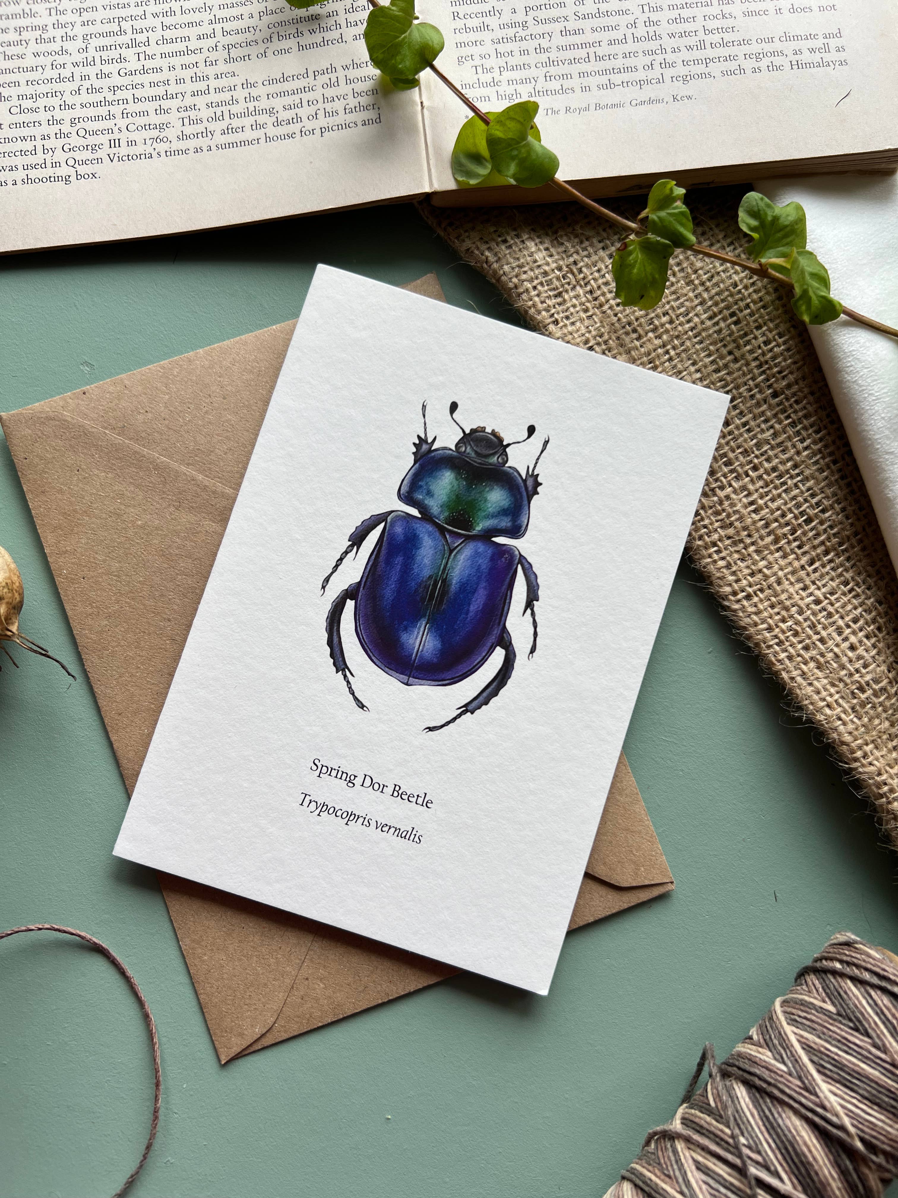 Tansy Moore - Wholesale Everyday Greeting Card - Spring Dor Beetle, Blank Greeting Card 5