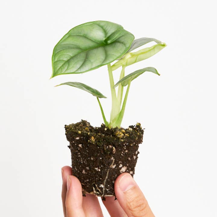 Alocasia Silver Dragon for wholesale by Miniplanta