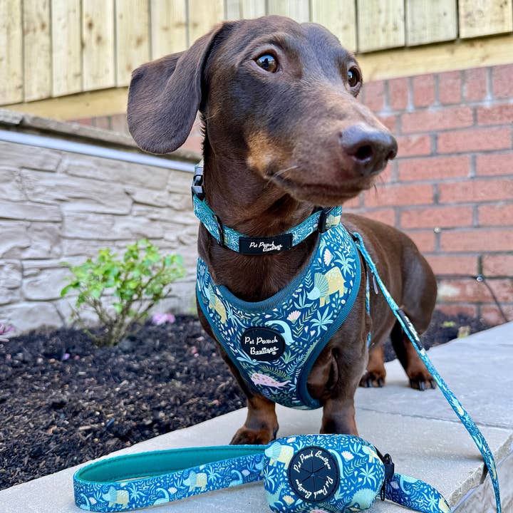 Pet Pooch Boutique – wholesale Pet collar – Dog – Dino Rawr Dinosaur Dog Collar With Optional Bow Tie3