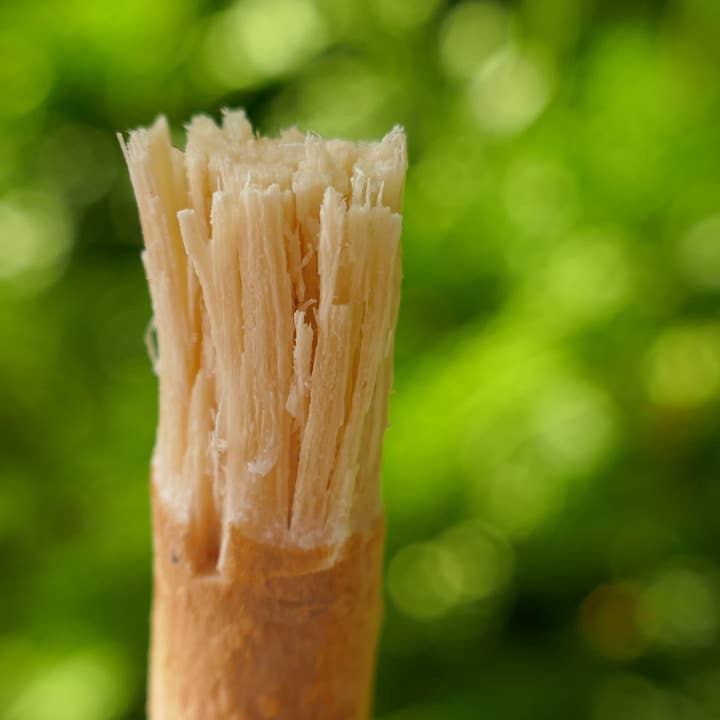 Orinko - Wholesale Toothbrush - Bulk Siwak Sticks - 100% Natural Toothbrush