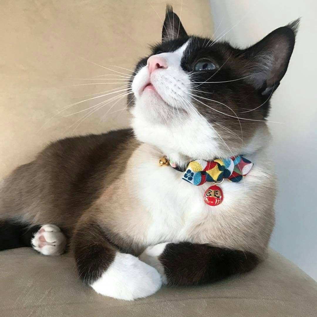 MOON-X USA, INC. - Wholesale Pet Collar - Cat - Daruma Charm Bow Tie Cat Collar (Red)8