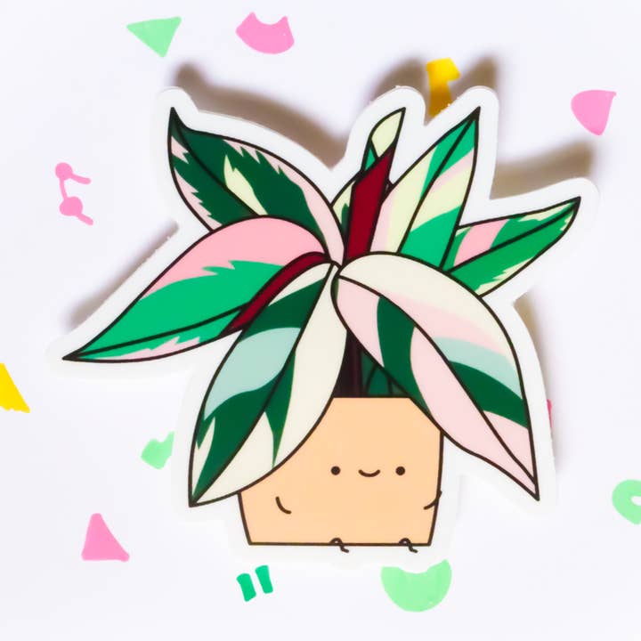 Adesivo in vinile Stromanthe per la vendita all'ingrosso da parte di Home by Faith