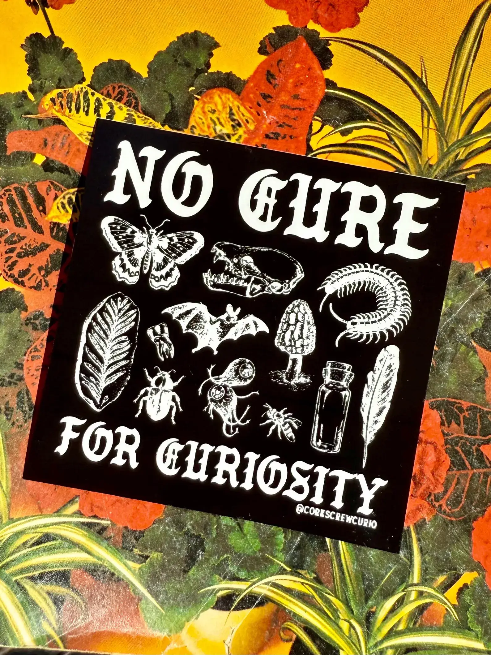 Corkscrew Curiosities - Wholesale Sticker - No Cure for Curiosity Sticker - Oddities & Curiosities1