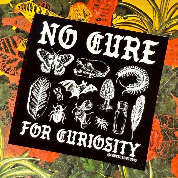 Corkscrew Curiosities - Wholesale Sticker - No Cure for Curiosity Sticker - Oddities & Curiosities1