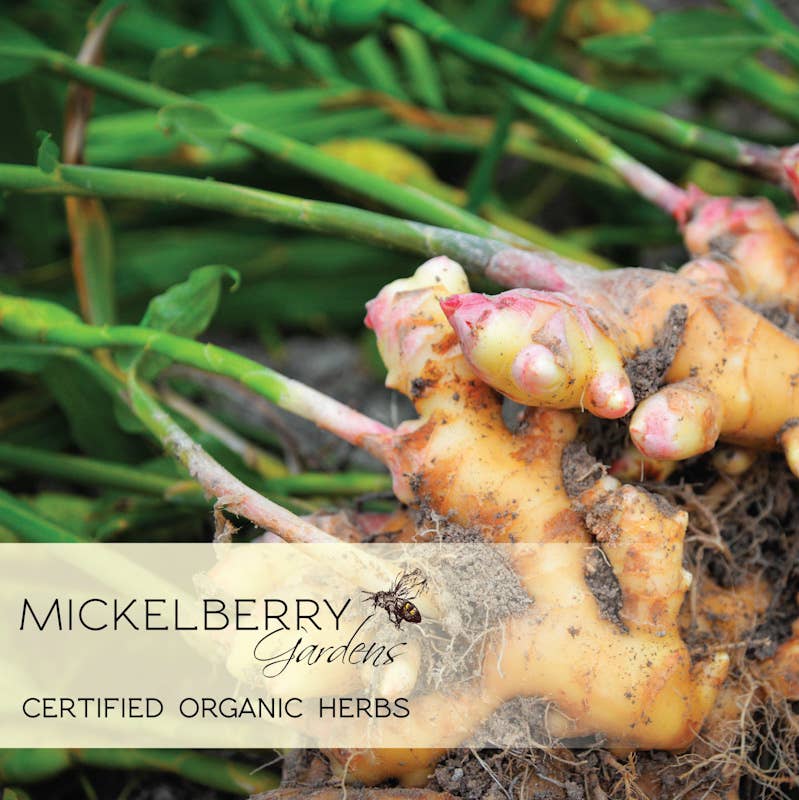Mickelberry Gardens - Wholesale Tincture - Ginger Honey Tonic — promotes healthy digestion9