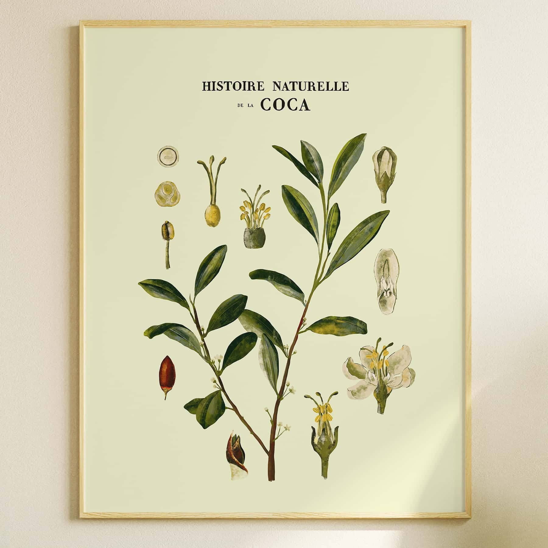 Maison Chapal - Wholesale Kunstprint - Natuurlijke geschiedenis van de coca1
