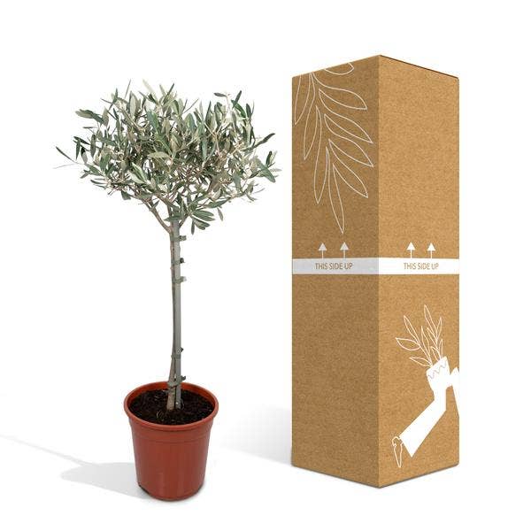 Oasis of Life – wholesale Live plant – Olive tree Olea europaea – Mediterranean indoor & terrace plant – Height approx. 90cm – Ø19cm – Evergreen & decorative – Robust & easy to care for4