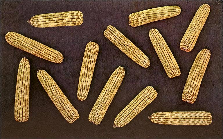Found Image Press - Wholesale Magnet - Magnet FR-122 Many Ears of Corn0
