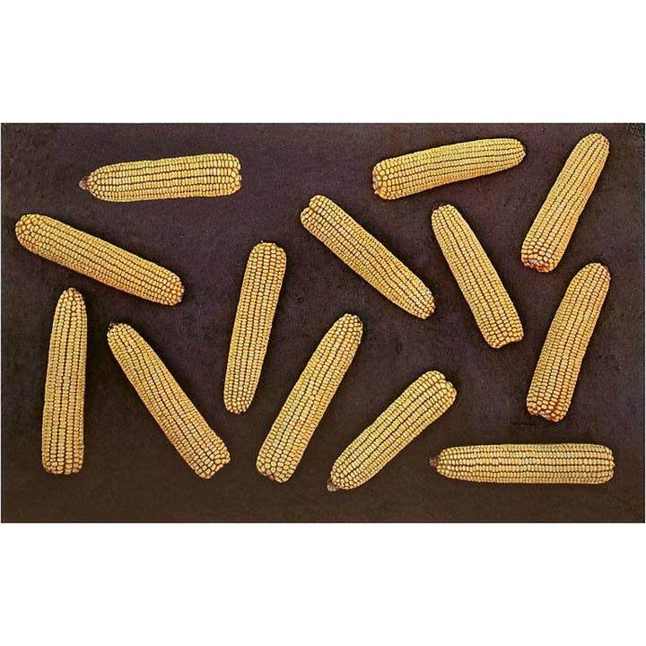 Found Image Press - Wholesale Magnet - Magnet FR-122 Many Ears of Corn