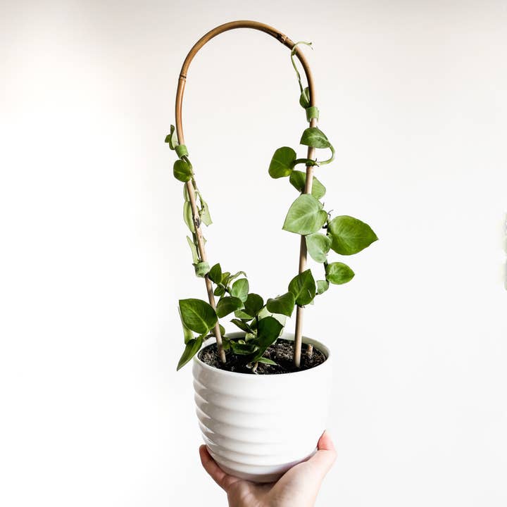 Above The Soil - Wholesale Trellis - Bamboo U Shaped Trellis Support For Climbing Plants