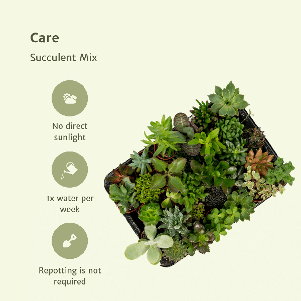 Oasis of Life - Vente Succulentes - Mélange de succulentes – 10 plantes – Différentes espèces – Aloe Vera, Echeveria, Kalanchoe, Sedum – Plantes d'intérieur en pot – Ø5,5cm – ↕7cm – faciles d'entretien & décoratives4
