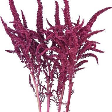 Florasource - Wholesale Fresh Cut Flowers - Amaranthus Upright Red 10 bunches BULK BOX