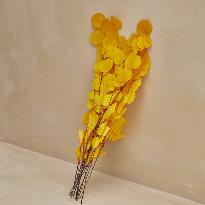 For Love Of Pampas - Wholesale Dried/Pressed Flowers - Preserved "Silver Dollar" Eucalyptus in Yellow (Discounted)