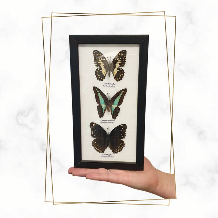 VIE - Wholesale Wall Accent - Butterfly Mounted Under Glass, Assorted20