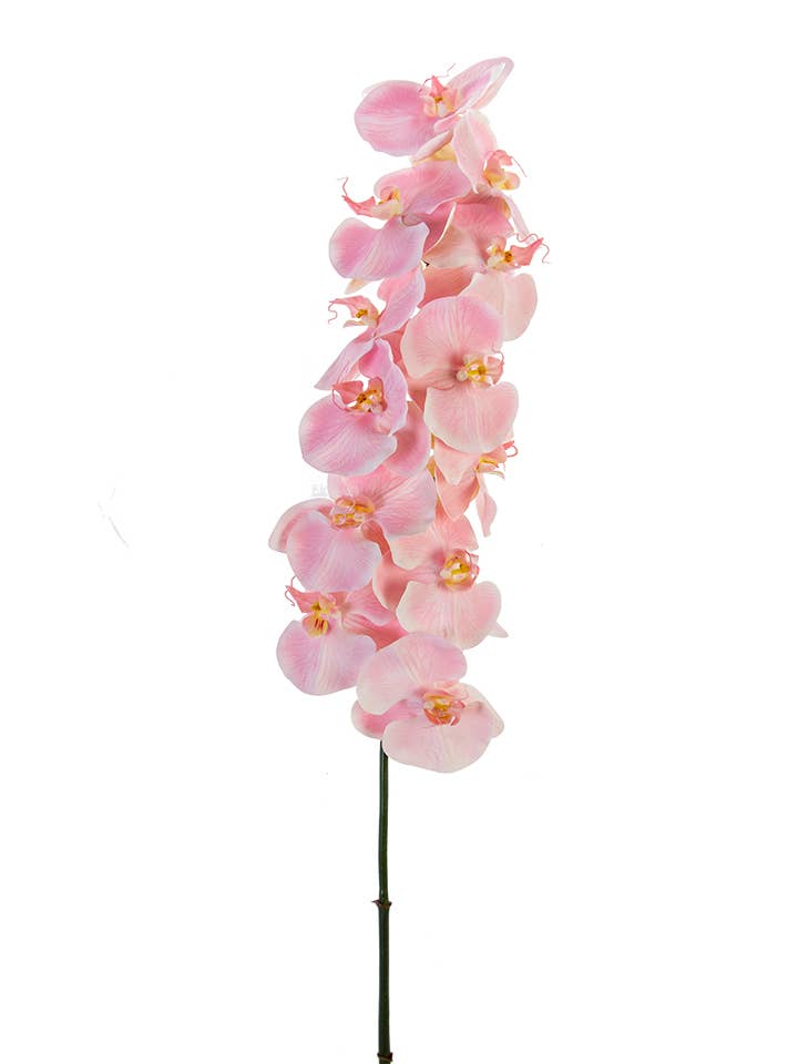 44" PHALAENOPSIS SPRAY for wholesale by American Best