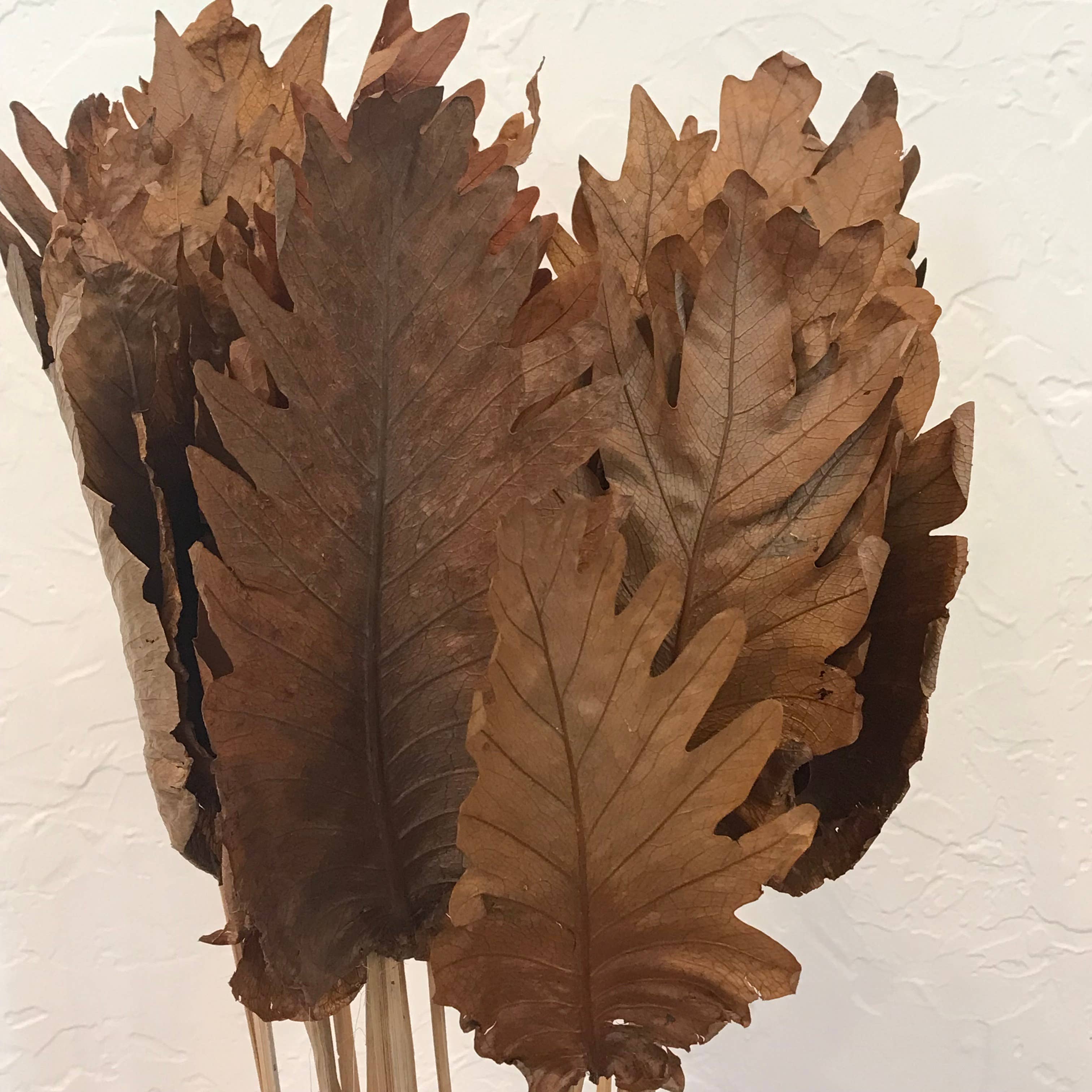 Wilco Home – wholesale Dried/pressed flowers – 20 PC Dried Fern Leaves Bouquet2