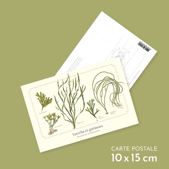 Tång och sjögräs - vykort för wholesale av Longue-vue