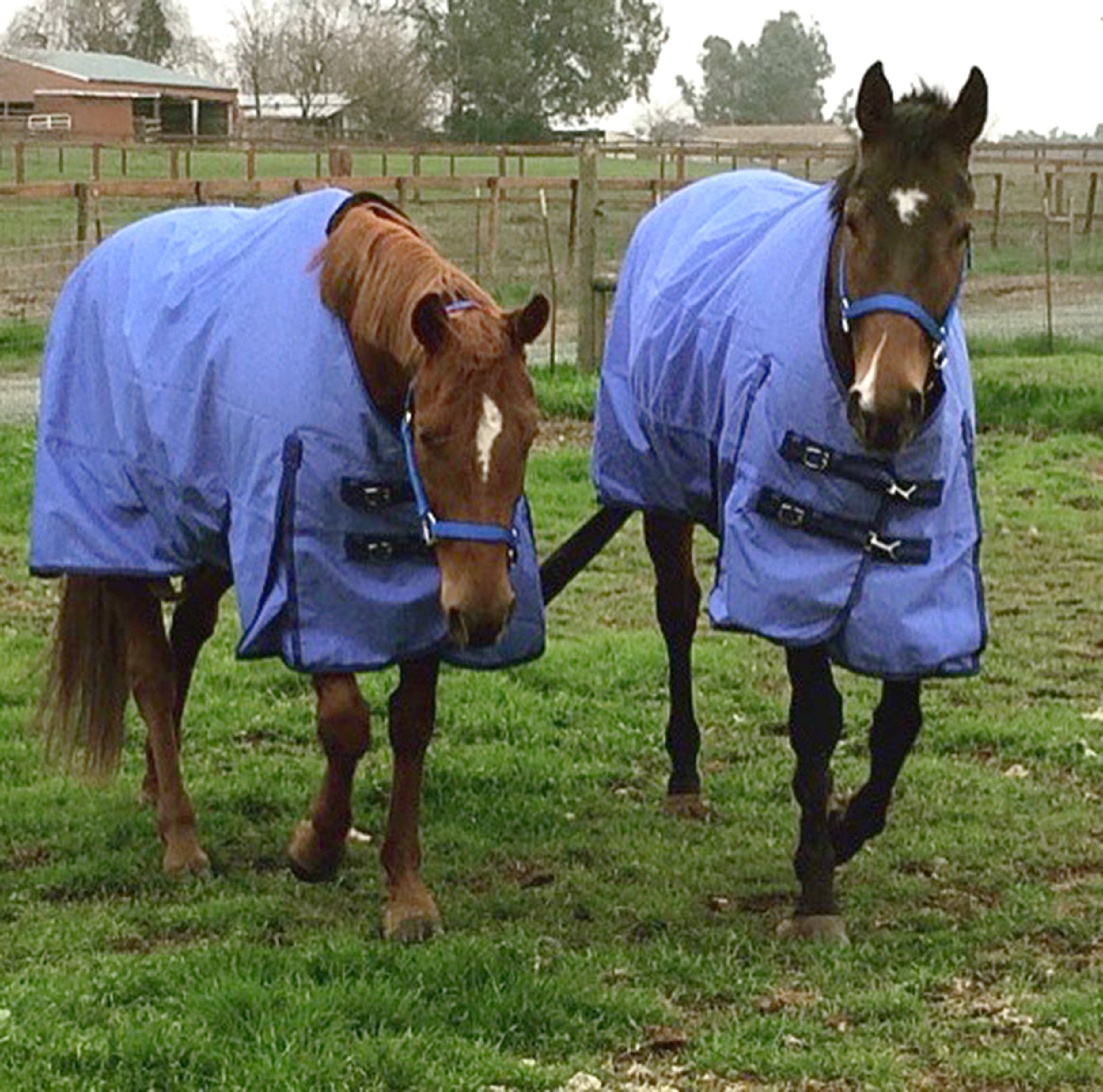 Grewal Equestrian - Wholesale Paardrijuitrusting - Nylon hoofdstellen voor paarden11