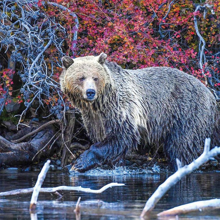 Grizzly Stroll Fine Art 1000 Piece Jigsaw Puzzle for wholesale by PuzzQuest