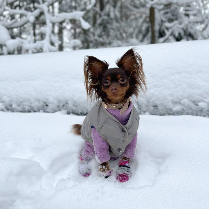 Paw London - Vendita all'ingrosso Collare - Cani - Collare per cani Kate Swarovski Cappucino