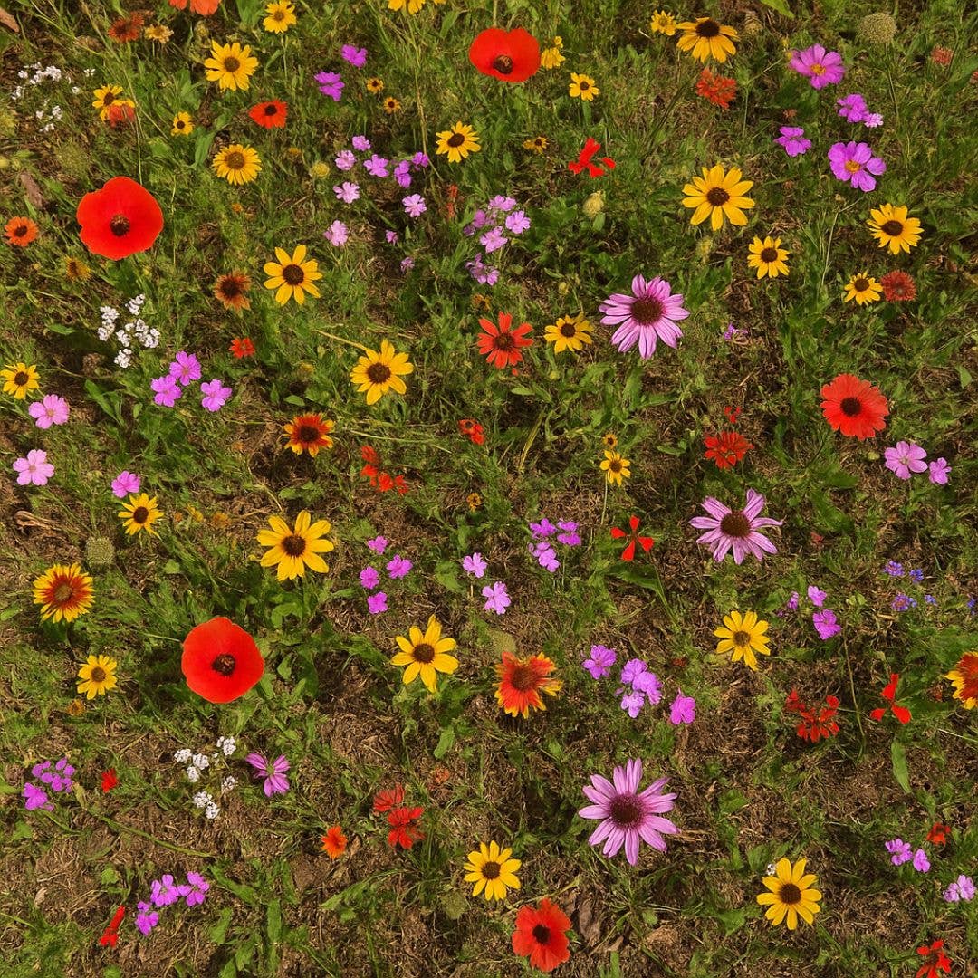 Competitive Lawn - Wholesale Plant Seeds - SunSouth | Premium Southeast Wildflower Seeds Mix - Non GMO 1