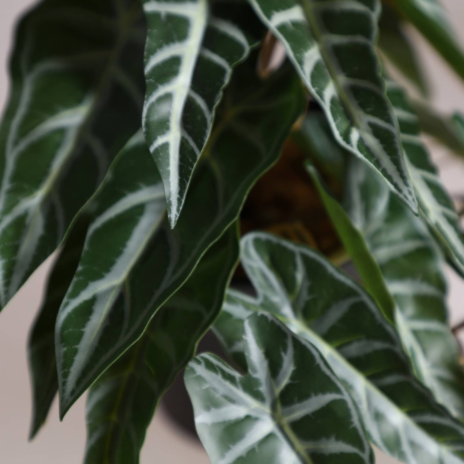 B&B - Wholesale Plant Pot - Assorted Plant 3, Made of Plastic, In Green Color, 9X9X18cm2