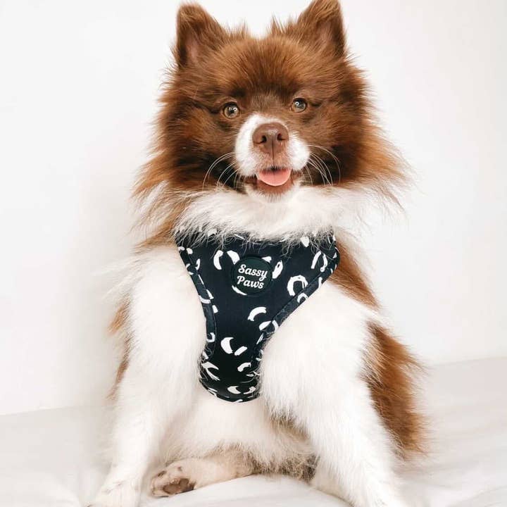 Sassy Paws Collection - Vente Harnais – chien - Harnais pectoral pour chien - « Black Panther »1