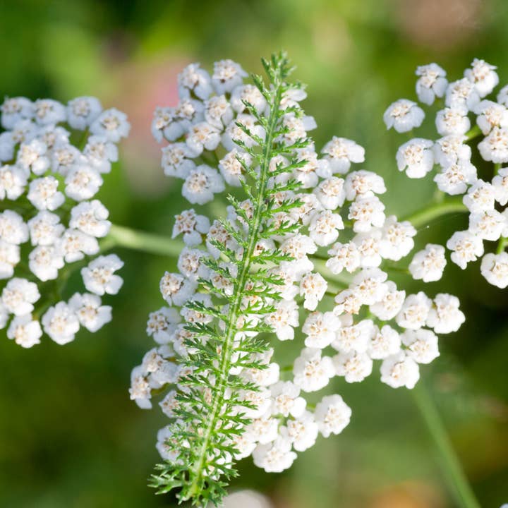 Schafgarbe für den Großhandel von Kreutherkraft Manufaktur