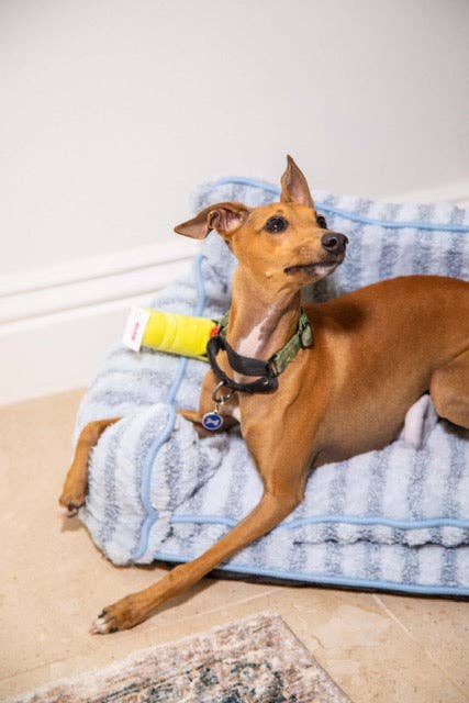 Glow Pups – cama - Cão por atacado – Cama para cachorro estilo sofá listrado azul claro de luxo15