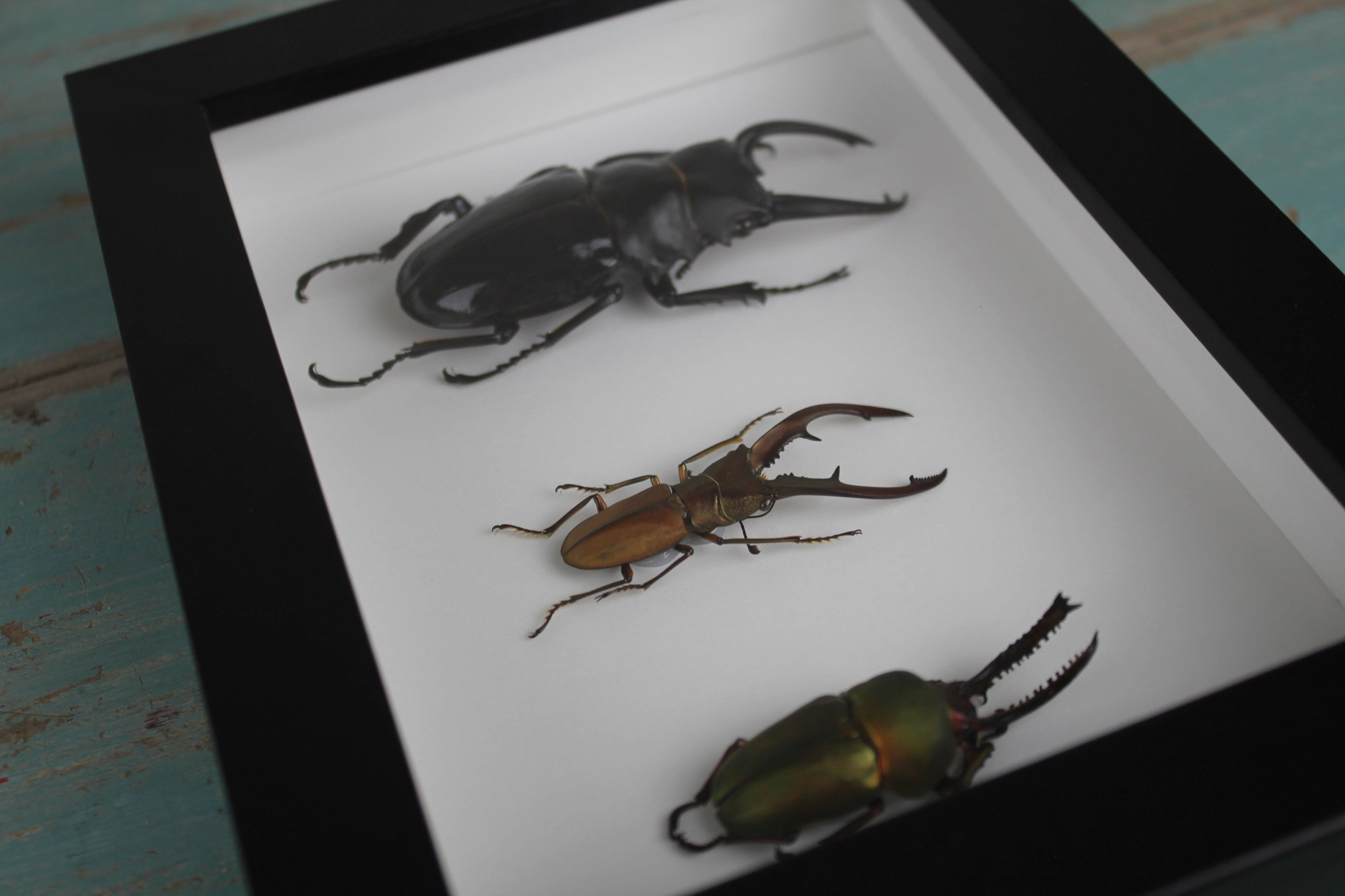 Newman Art Designs – wholesale Dimensionell/3D-väggkonst – Trippelhjortbaggar i en ram4