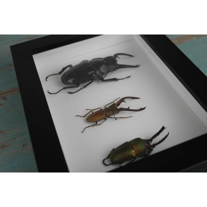 Newman Art Designs – wholesale Dimensionell/3D-väggkonst – Trippelhjortbaggar i en ram4