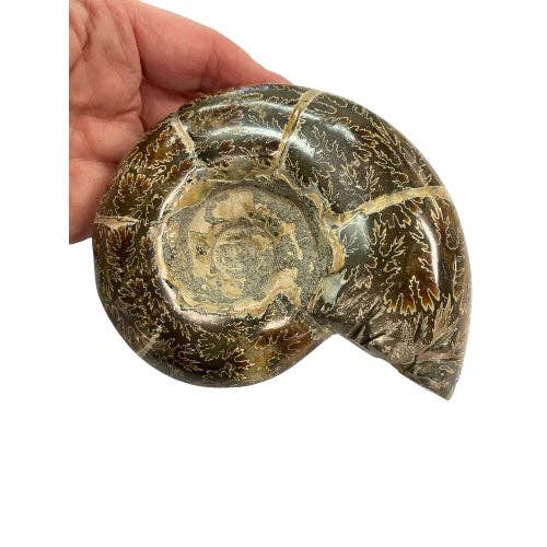 Alliz Trading - Wholesale Spiritual stone/crystal - Ammonite Specimen