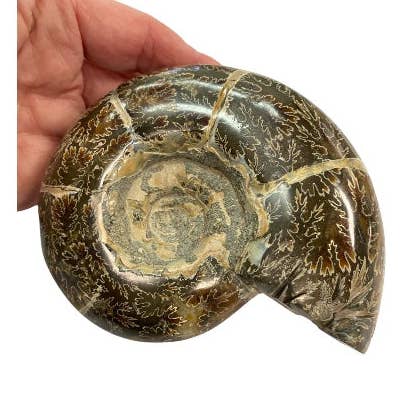 Alliz Trading - Wholesale Spiritual stone/crystal - Ammonite Specimen0