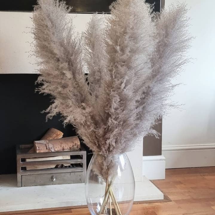 LoveProducts Ltd – Großhandel Getrocknete/gepresste Blumen – Großes Pampasgras natürliches dunkelgraues getrocknetes Blumendekor6