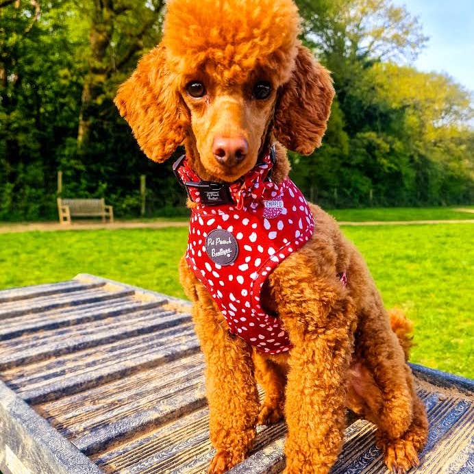 Pet Pooch Boutique - Wholesale Pet collar – Dog - Poppy Toadstool Polkas Dog Collar - OPTIONAL Bow Tie/Flower9