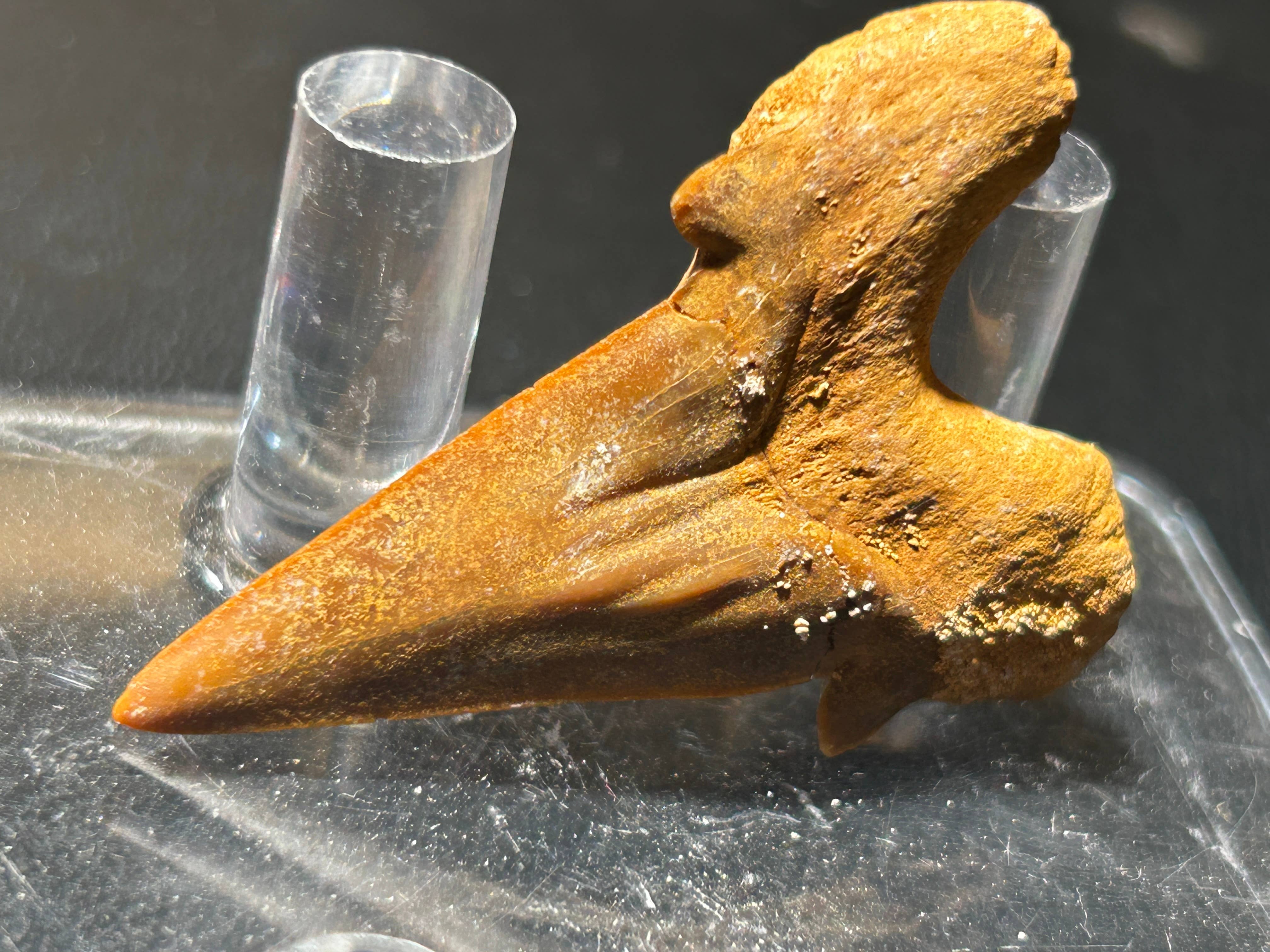 Metaphysical & Healing Crystals - Wholesale Spiritual Stone/Crystal - SHARK TEETH9