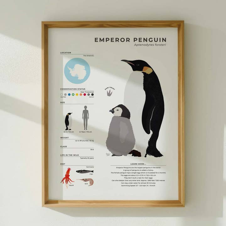 Infographie éducative Manchot empereur pour la vente par Normablok