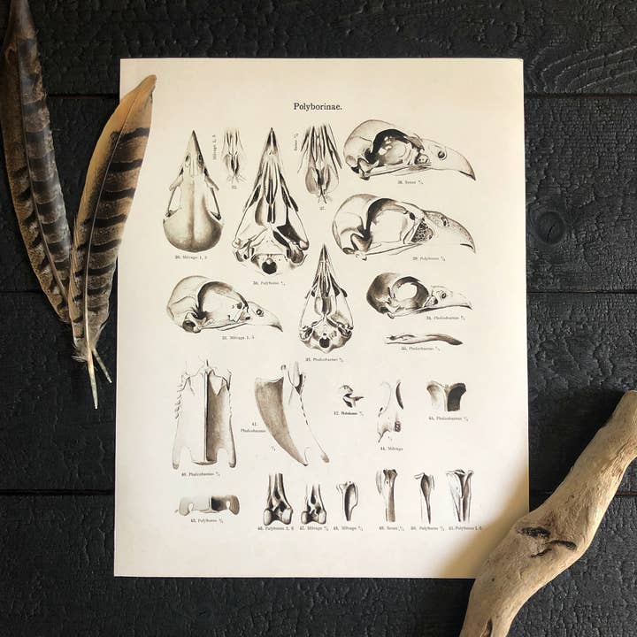 Vintage Bird Skull Anatomy Print clearance for wholesale by Curious Prints