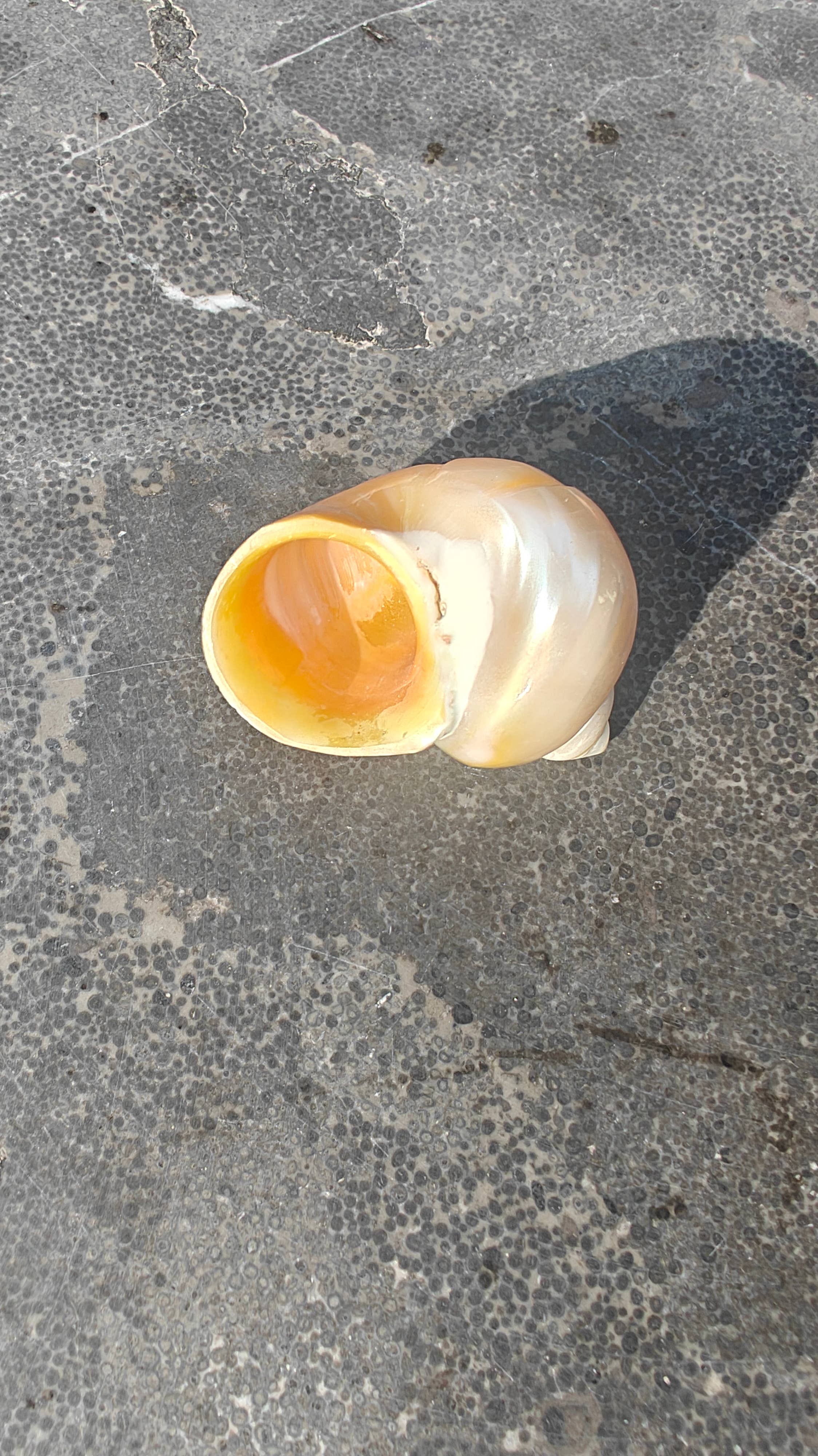 Product Import Holland - Wholesale Decorative Tabletop Object - Talembu Ukir - shells - decoration - beach - boho2