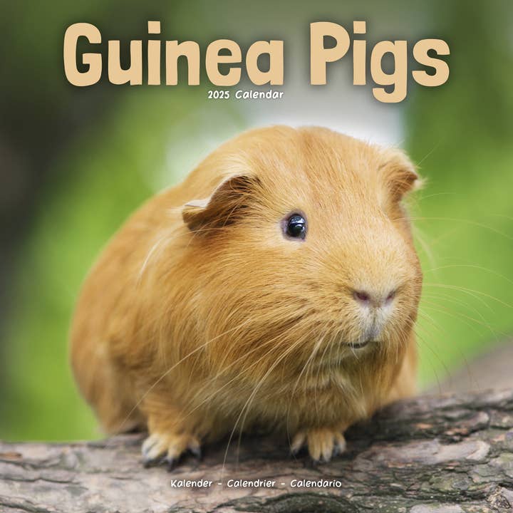 Guinea Pigs Calendar 2025 for wholesale by Avonside Publishing Ltd
