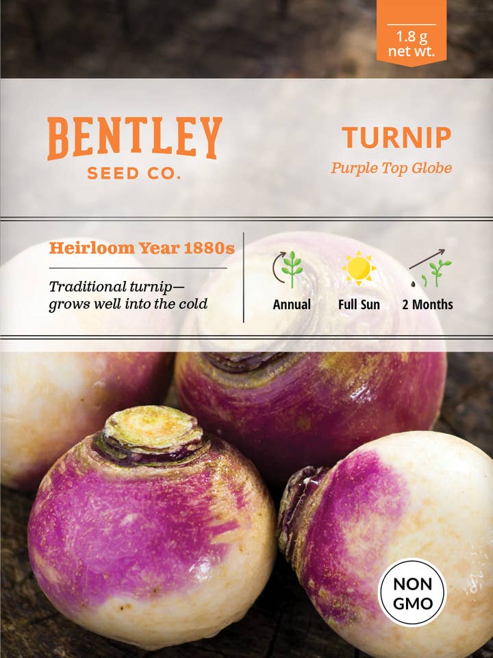 Globo branco roxo nabo por atacado de Bentley Seed Co.