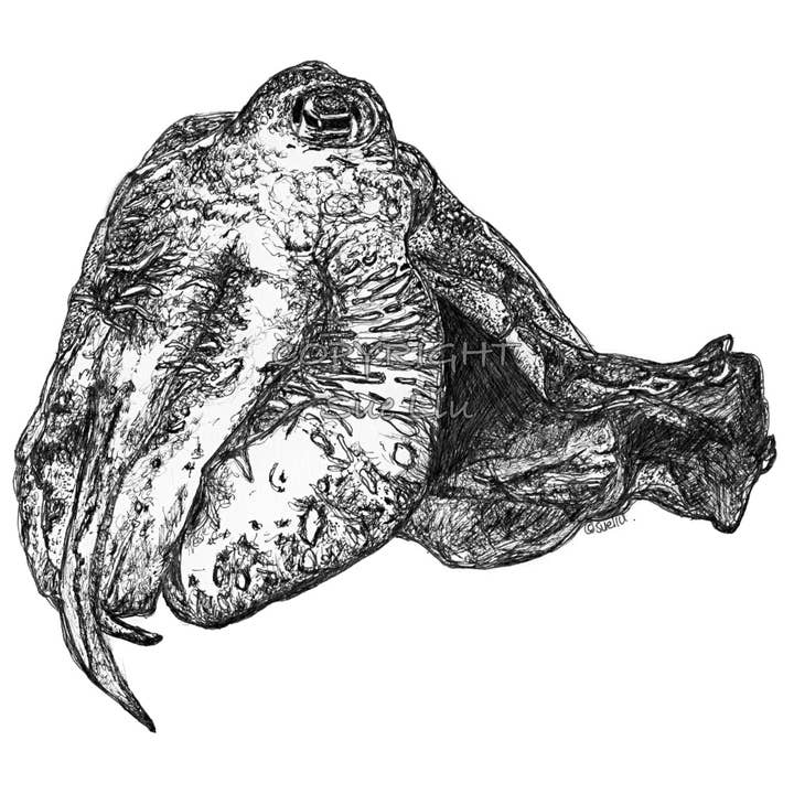 Cuttlefish - Cuddles the Cuttlefish for wholesale by @wildcardsue