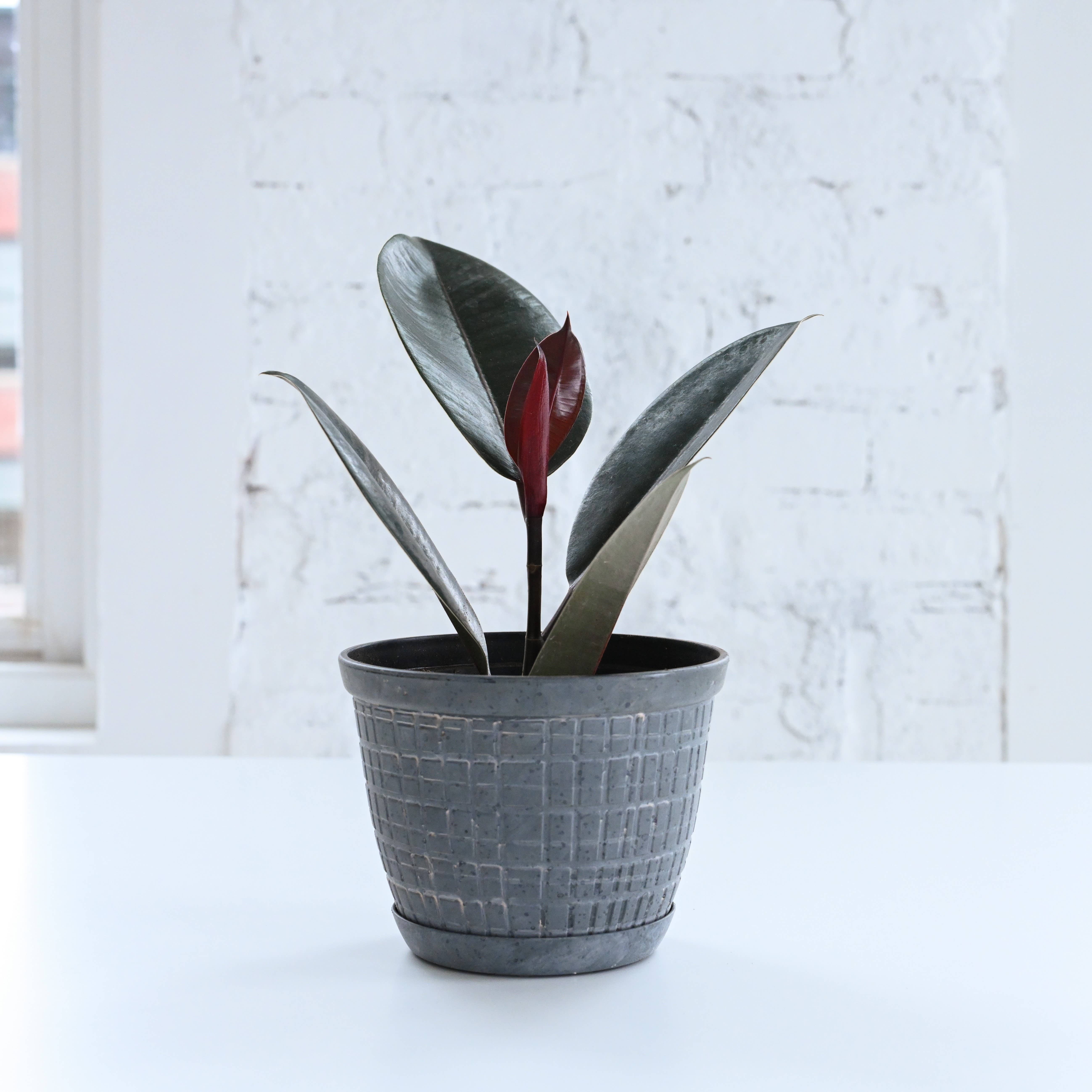 Thorsen's Greenhouse - Vente Pot - Jardinière rustique pour plantes d'intérieur, tailles multiples17