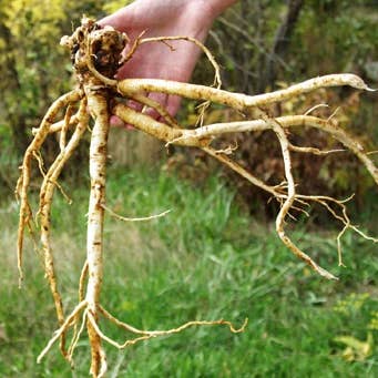 Astraphytos - Phytomars – wholesale Oralt tillskott/Vitamin – Astragalus Astragalus Ekologisk Astraphytos