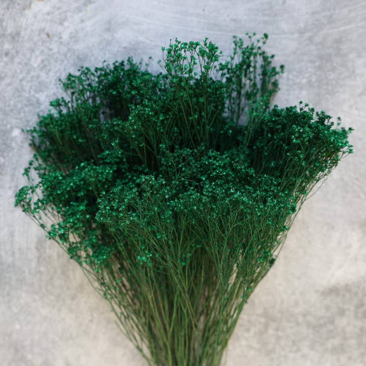 FlowerFantaSee - Wholesale Dried/Pressed Flowers - Dried Broom Bloom0