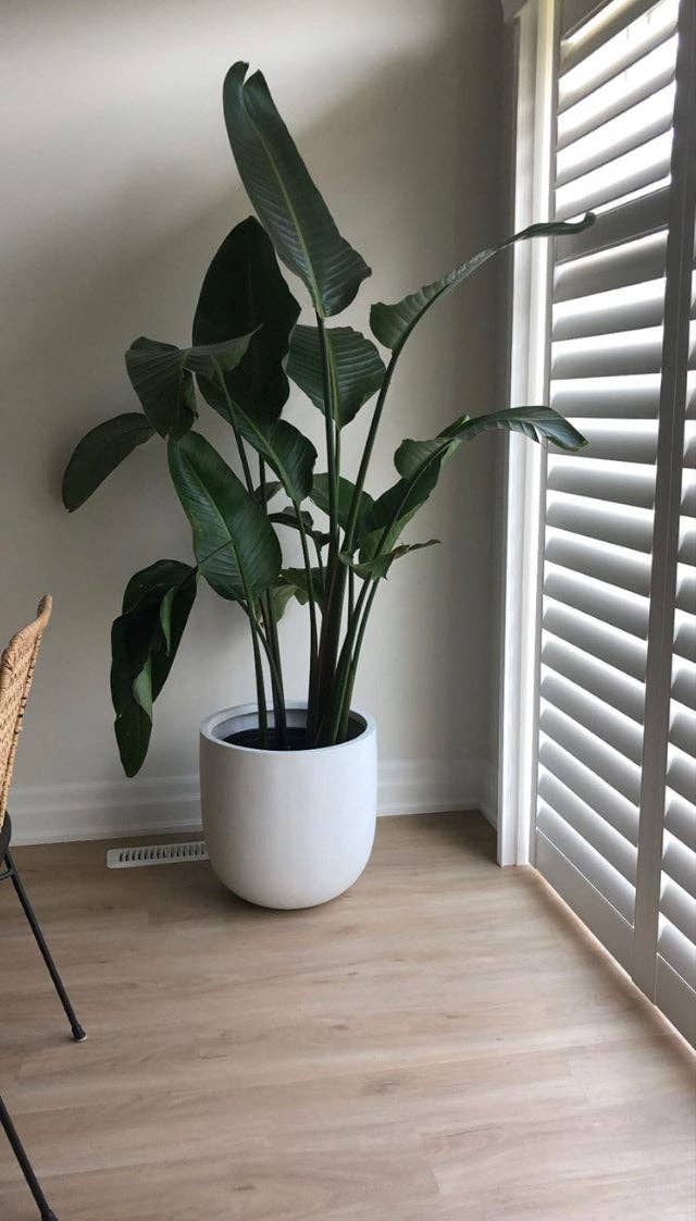 Common House Studio - Vendita all'ingrosso Vasi per piante - VASO ESSENZIALE | FIORIERA16