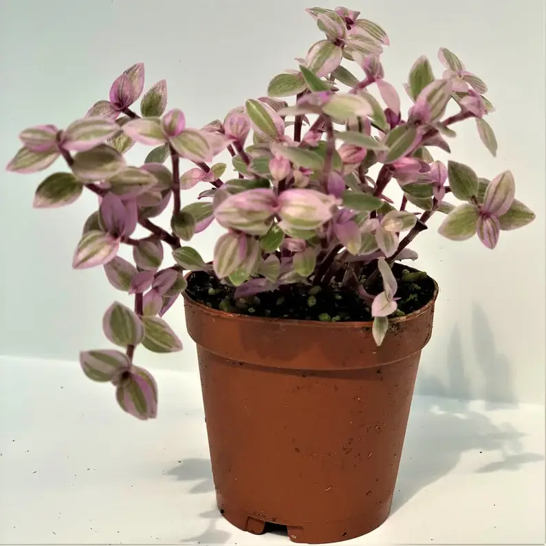Succulents & Such, Inc. - Wholesale Live Plant -  2" Tradescantia Pink Panther Plant0