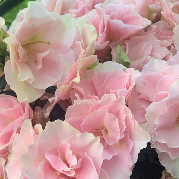 The Little Botanical – wholesale Live plant – Living Premium Azalea Mix – Gift Wrapped with Ribbon3