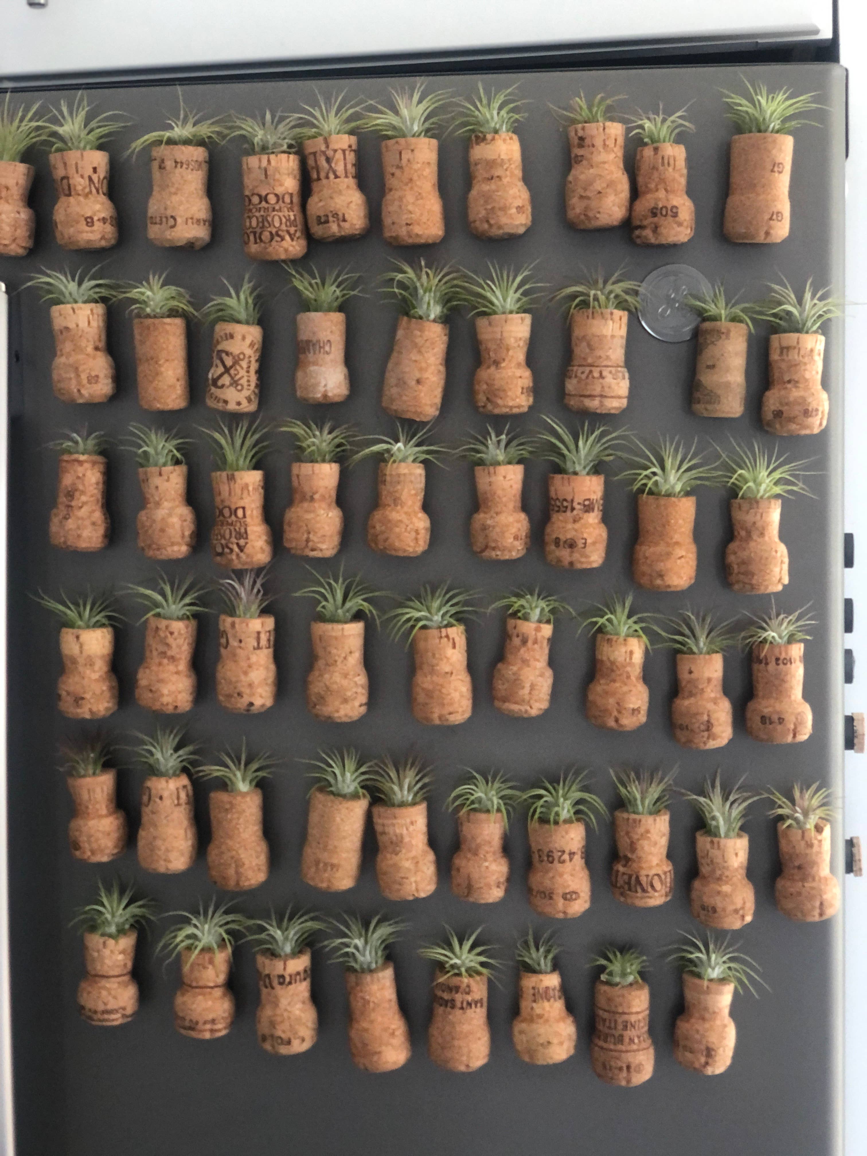 The Simply Crafty Shop - Wholesale Magnet - Magnetic Wine/ Champagne Cork Air Plant Holder10