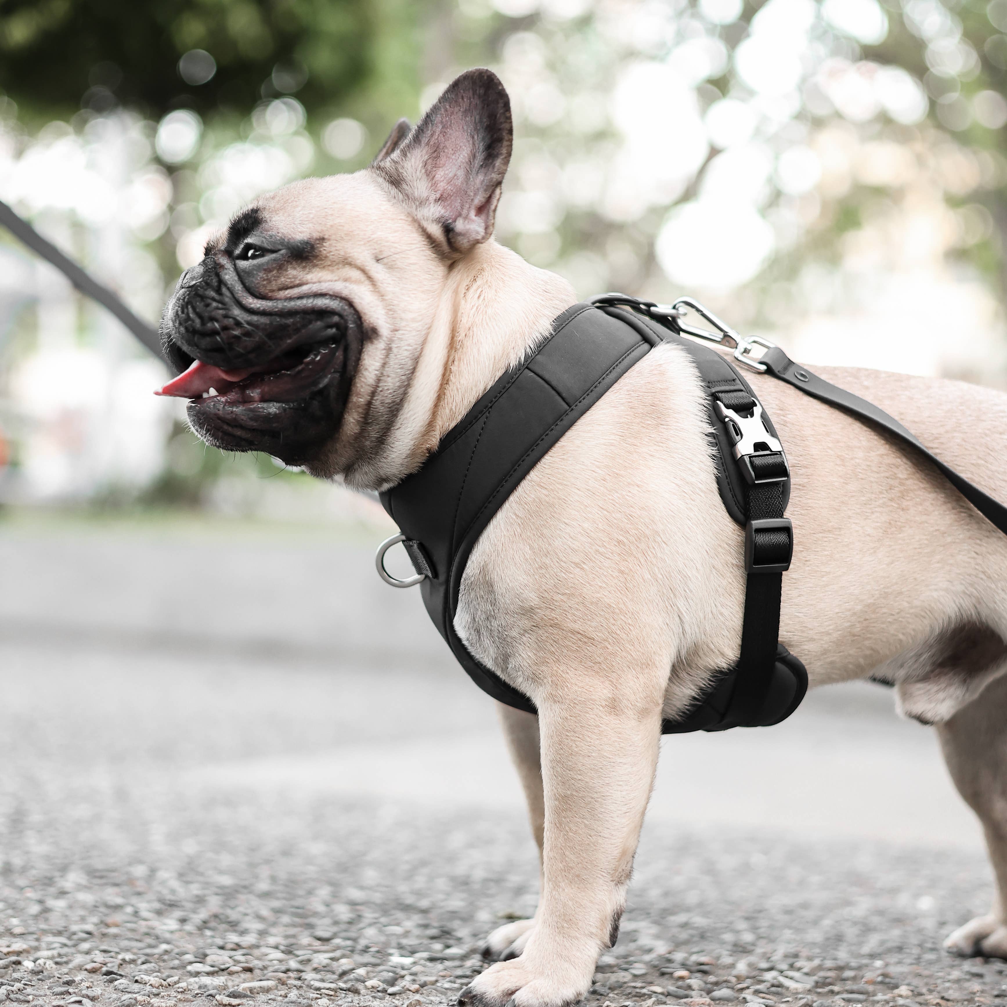 Pups & Bubs - Wholesale Pet Harness - Dog - Roam Luxe Harness (Black) | Dog Walking Gear | Dog Harness1